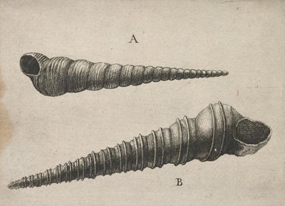 Shells (Turritella terebra and T. duplicata L.) by Wenceslaus Hollar